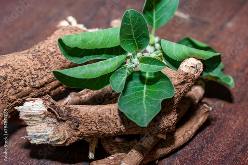 withania somnifera ( Ashwagandha) dried root, green leaves herbal plants. withania somnifera in wooden background