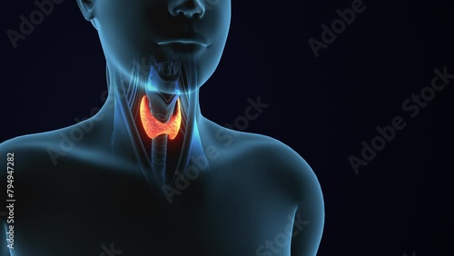 3D Human Body Thyroid Gland Anatomy photo