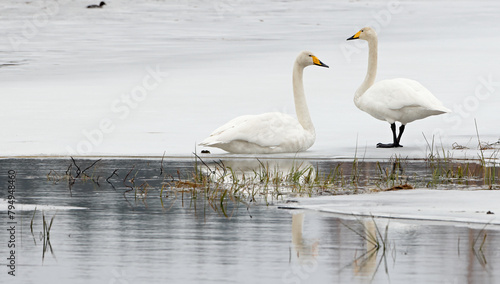 A pair of whooper swans standing on the ice of a lake photo