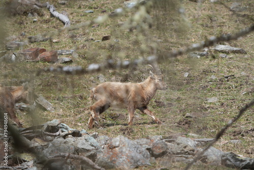 herd of steinbock capricorns grazing in Pontresina, Graubuenden, during summer. Ibex herd.