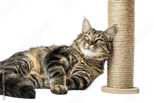 Durable Cat Scratching Posts for Healthy Claws On Transparent Background.