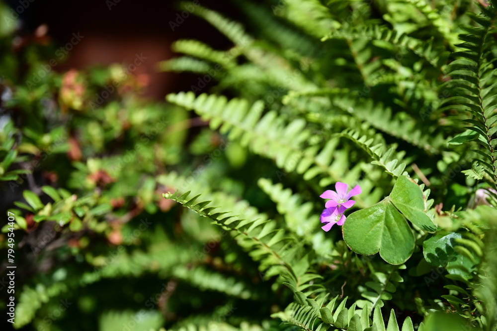 Amid dense ferns, a purple perilla flower quietly blooms, shining brightly in the sunlight. Surrounded by green fern leaves, it stands out with unique charm. Amid dense ferns, a purple perilla flower quietly blooms, shining brightly in the sunlight. Surrounded by green fern leaves, it stands out with unique charm.