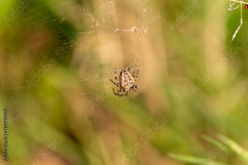 spider on the web