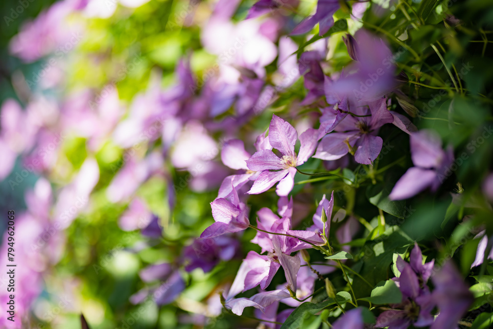 Flowering purple clematis in the garden. Flowers blossoming in summer. Flowering purple clematis in the garden. Flowers blossoming in summer.