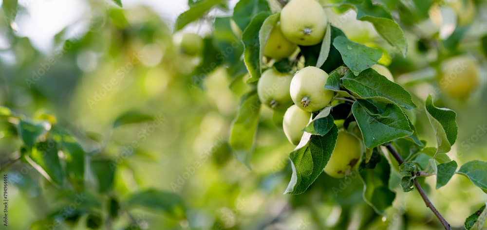 Ripening apples on apple tree branch on warm summer day. Harvesting ripe fruits in an apple orchard. Growing own fruits and vegetables in a homestead.