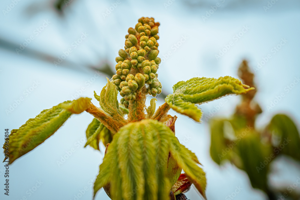 Obraz premium Young chestnut flowers in spring. Soft selective focus. Artificially created grain for the picture