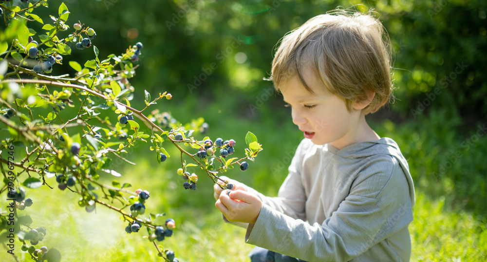 Cute little boy picking fresh berries on organic blueberry farm on warm and sunny summer day. Fresh healthy organic food for small kids. Cute little boy picking fresh berries on organic blueberry farm on warm and sunny summer day. Fresh healthy organic food for small kids.