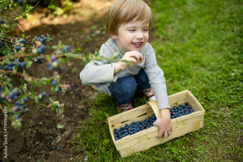 Cute little boy picking fresh berries on organic blueberry farm on warm and sunny summer day. Fresh healthy organic food for small kids. © MNStudio