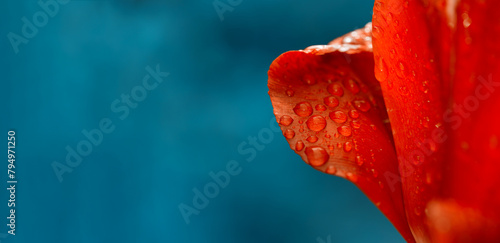Red Tulip Petal Covered With Morning Dew and blurred space. Spring Botanical Background.