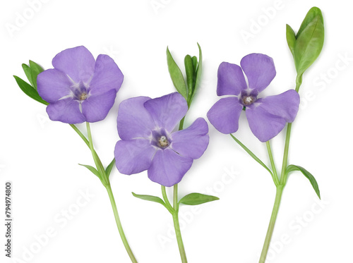 Periwinkle flowers isolated on a white background