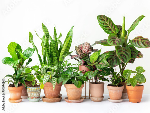 Potted plants isolated on white background. Collection of various houseplants in pots. Plant decoration, home gardening, and clean air concept for design and advertising. Ai generation photo