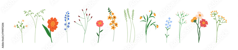 Obraz premium Field flowers set. Floral plants, spring wildflowers, meadow summer herbs, gentle fragile blooming branches, thin tiny stems. Botanical natural flat vector illustration isolated on white background