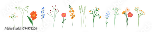 Field flowers set. Floral plants, spring wildflowers, meadow summer herbs, gentle fragile blooming branches, thin tiny stems. Botanical natural flat vector illustration isolated on white background