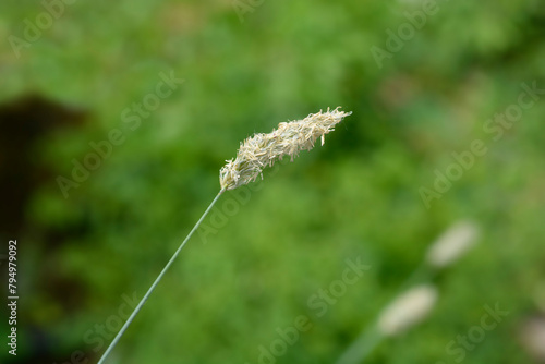 Balkan moor grass flower photo