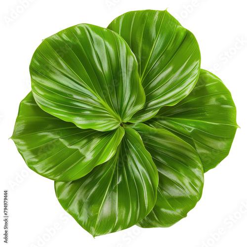 Behold the beauty of the Cardwell lily leaf These vibrant green circular leaves stand alone against a transparent background complete with a clipping path photo