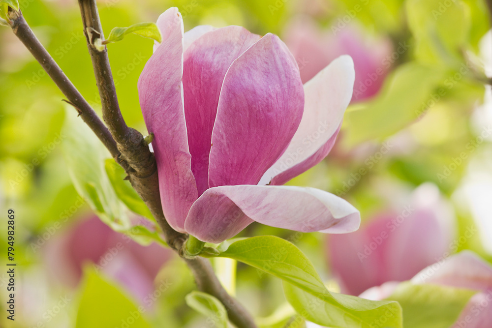 Obraz premium Pink magnolia flowers close-up on a branch. Sulanja magnolia in bloom