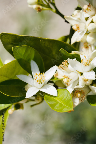 Close up orange tree blossom.