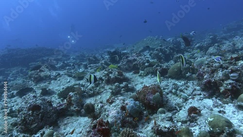 Underwater landscpe - Maldives underwater photo