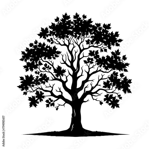 Sycamore Tree Vector silhouette- Portraying the Graceful Presence of Sycamore Tree- Illustration of Sycamore Tree- Sycamore tree portrait.