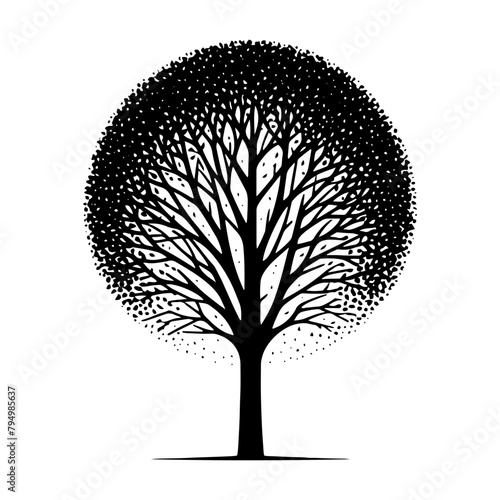  Sycamore Tree Vector silhouette- Portraying the Graceful Presence of Sycamore Tree- Illustration of Sycamore Tree- Sycamore tree portrait.