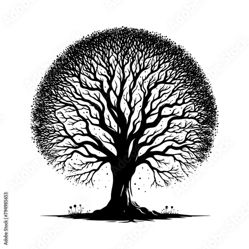  Sycamore Tree Vector silhouette- Portraying the Graceful Presence of Sycamore Tree- Illustration of Sycamore Tree- Sycamore tree portrait.