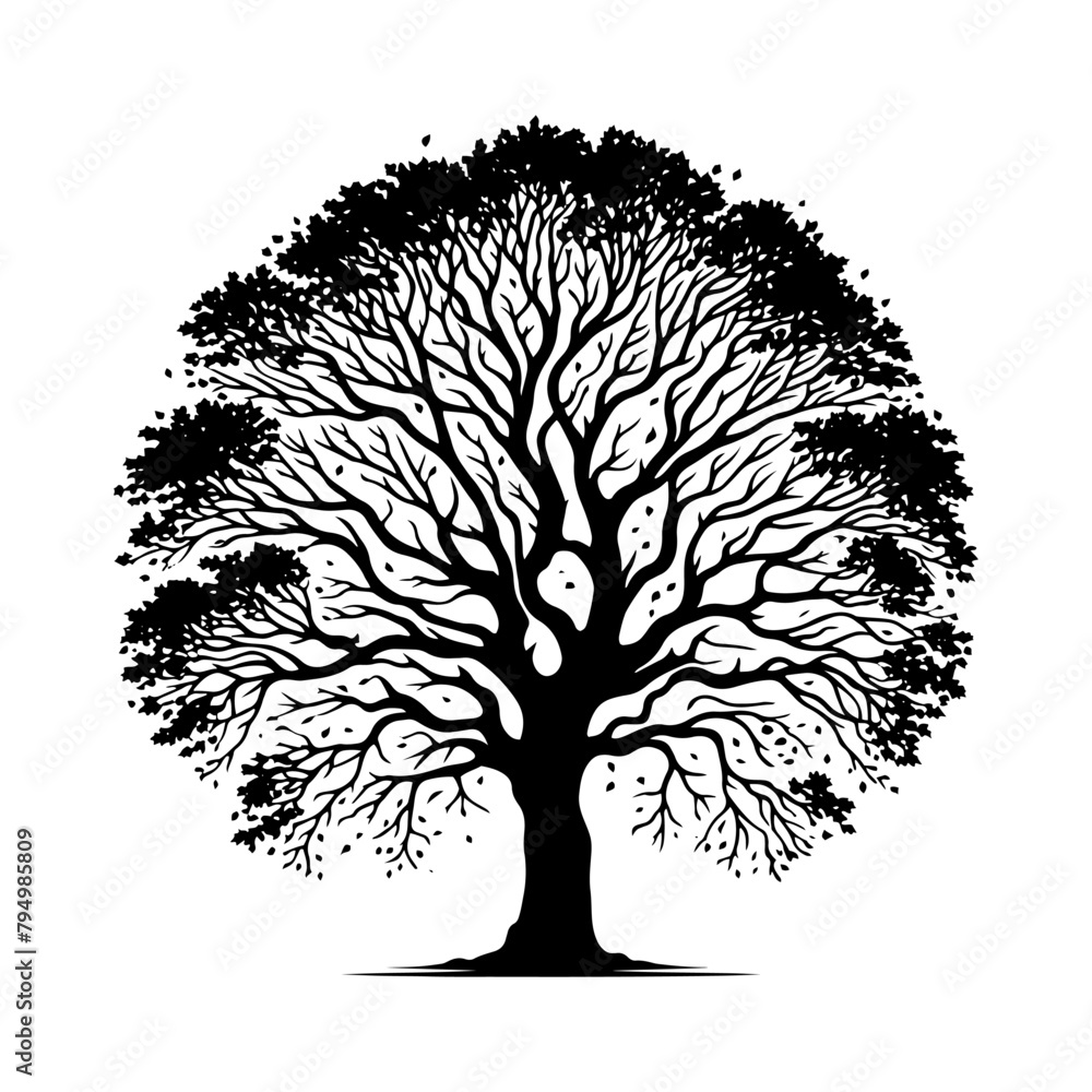 Obraz premium Sycamore Tree Vector silhouette- Portraying the Graceful Presence of Sycamore Tree- Illustration of Sycamore Tree- Sycamore tree portrait.