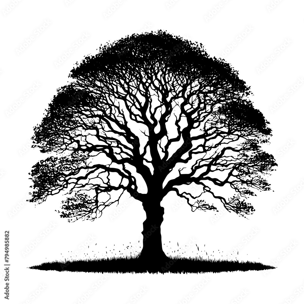 Fototapeta premium Sycamore Tree Vector silhouette- Portraying the Graceful Presence of Sycamore Tree- Illustration of Sycamore Tree- Sycamore tree portrait.