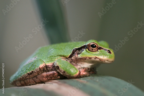 Close up of green Japanese tree frog sitting on a reed leaf
