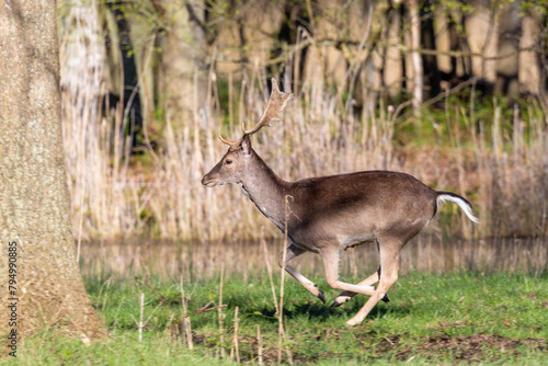 Damhirsch mit Geweih im Osterwald bei Zingst. photo