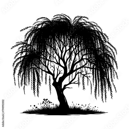 Willow Tree Vector Silhouette Evoking the Serene Beauty of Nature's Graceful Tree- Willow Tree Illustration.