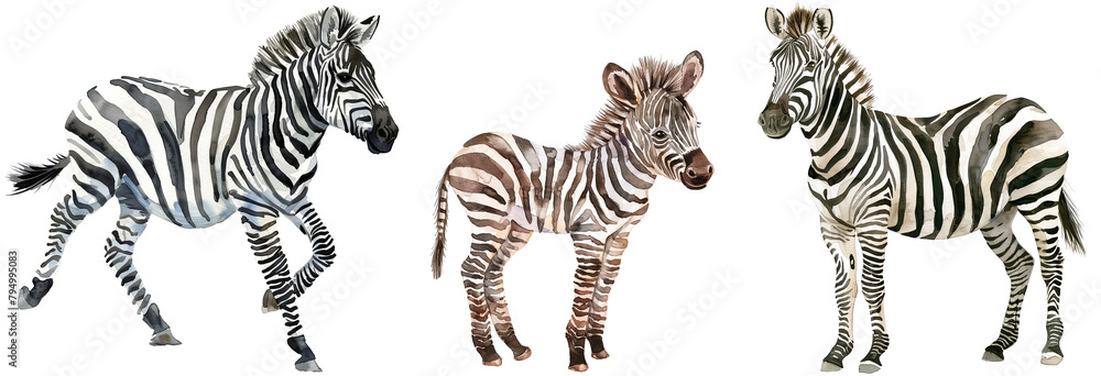 Obraz premium Watercolor style clipart bundle of three zebras, adult and baby, isolated on a white background