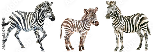 Watercolor style clipart bundle of three zebras  adult and baby  isolated on a white background