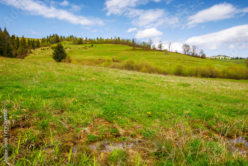 grassy meadow in spring. carpathian countryside with forested hills on a warn sunny day. beauty of trascarpathian rural landscape