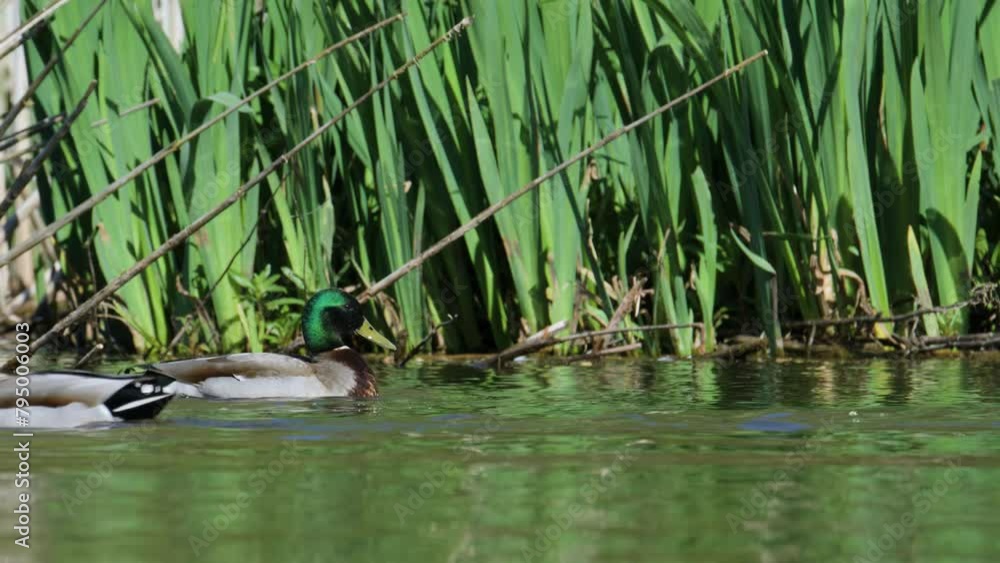 Mallard, Anas platyrhynchos, birds on lake at spring time Mallard, Anas platyrhynchos, birds on lake at spring time
