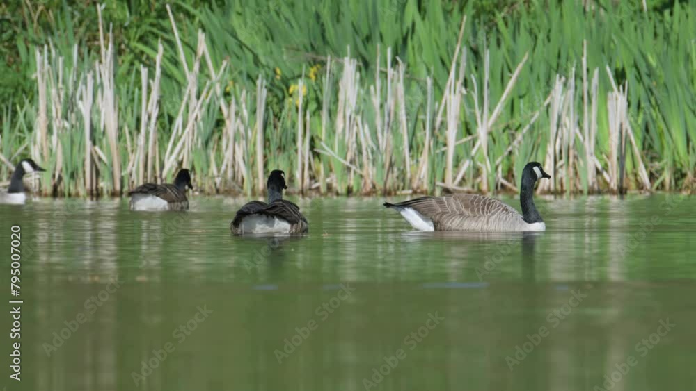 Canada Goose, Branta canadensis, bird at spring time on lake Canada Goose, Branta canadensis, bird at spring time on lake