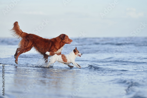 Nova Scotia Duck Tolling Retriever and a white and brown Jack Russell Terrier play in shallow ocean waters