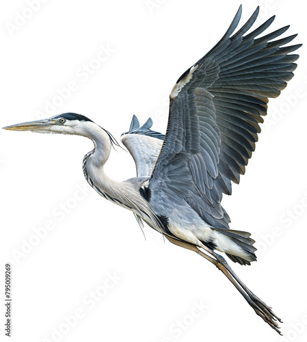 A flying great heron isolated on a white background photo