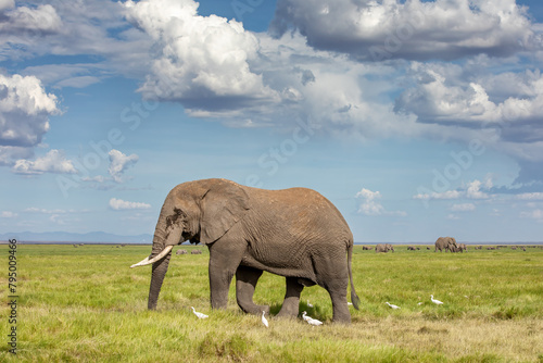 An elephant walks across the grasslands of Amboseli National Park, Kenya. Wide open space with big blue sky cloudscape.