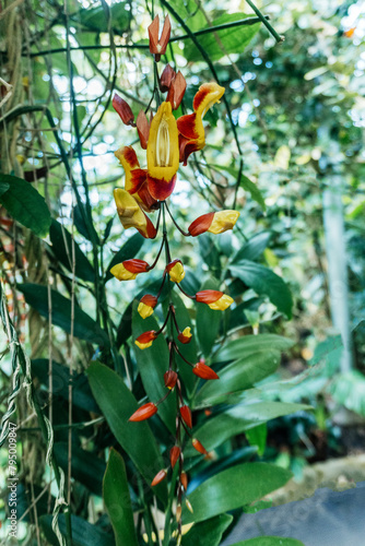 Hanging Mysore Clock Vine in Botanical Garden photo