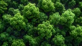 Aerial top view of forest.