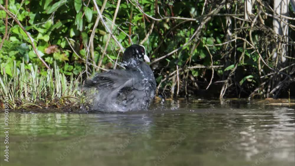 Eurasian Coot or Common Coot, Fulica atra on the water at spring time