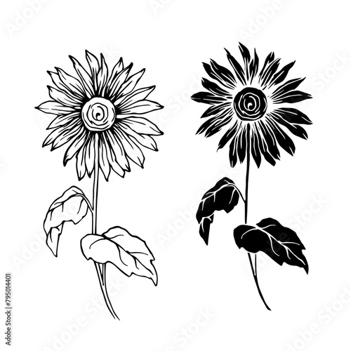 Botanical sketch, silhouette of a sunflower wildflower.Vector graphics.