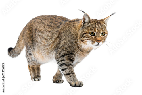 Wildcat on a Transparent Background