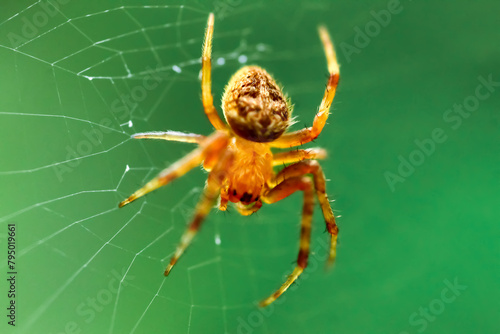 A vibrant golden Neoscona punctigera spider, intricately detailed, is captured mid-web weaving. Wulai District, New Taipei City.