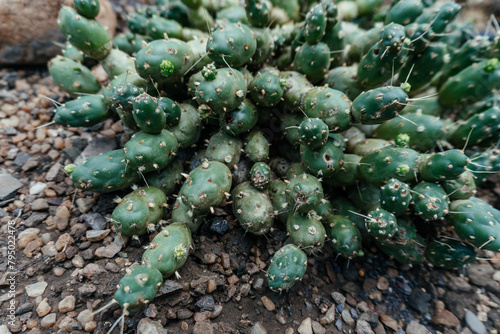 Dense Cluster of Prickly Pear Cacti Seedlings photo
