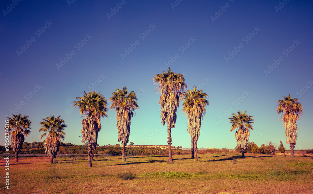 Obraz premium A row of tropical palm trees against the sunset sky. Silhouette of tall palm trees. Tropical evening landscape