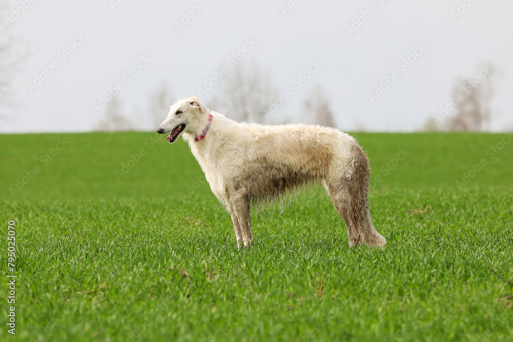 Fototapeta premium A white Russian greyhound runs across a field with green grass while walking outside the city.
