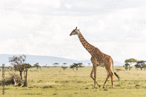 single giraffe walking across the savanah with mountains on safari in the Masai Mara in Kenya