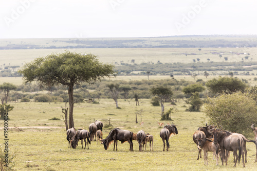 Photography herd of wildebeest in the Savannah on safari in the Masai Mara in Kenya