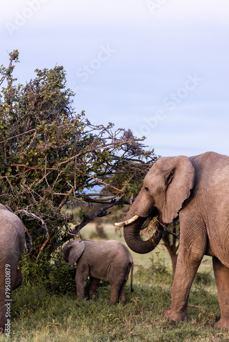 elephants and baby  in the wild in the masai mara, kenya